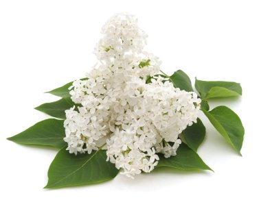 Beyaz çiçek ve yaprak beyaz bir arka plan üzerinde izole.