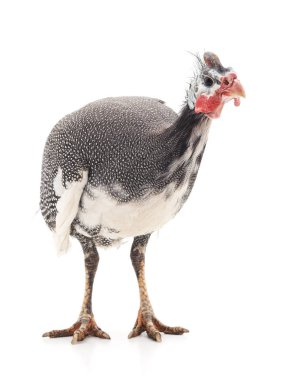 Beyaz arka planda izole edilmiş genç bir kobay kuşu..