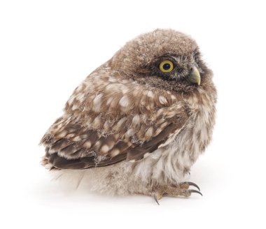 Beyaz bir arka plan üzerinde izole genç baykuş.