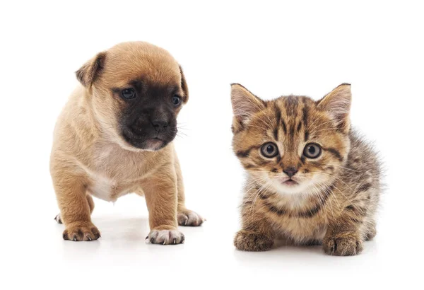 배경에 고립된 고양이와 강아지 — 스톡 사진