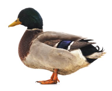 Beyaz arka planda izole edilmiş vahşi bir ördek.
