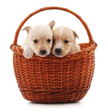 Beyaz bir arka plan üzerinde izole bir sepet içinde iki puppys.