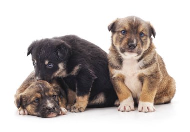 Beyaz arka planda izole edilmiş üç küçük yavru..