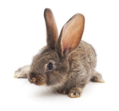 Beyaz arka planda izole edilmiş gri yavru tavşan..