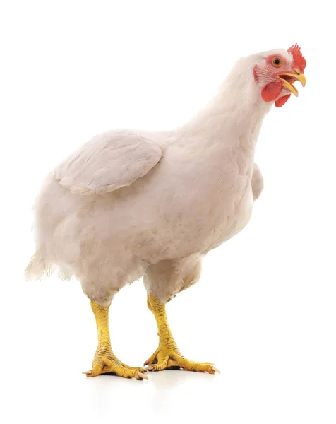 Gallina Blanca Grande Aislada Sobre Fondo Blanco —  Fotos de Stock