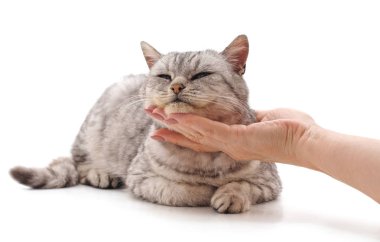 El Beyaz bir arka plan üzerinde izole kedi okşamak.