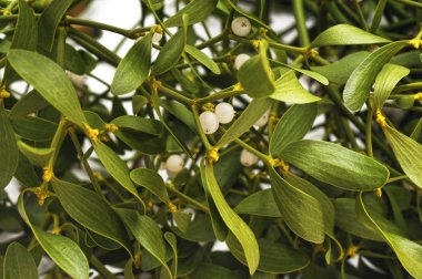 Beyaz çilek ile yeşil taze ökse otu.