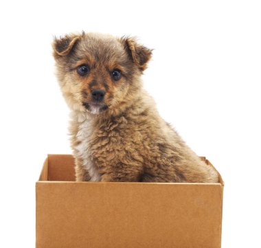Beyaz bir arka plan üzerinde izole kutusunda köpek yavrusu.