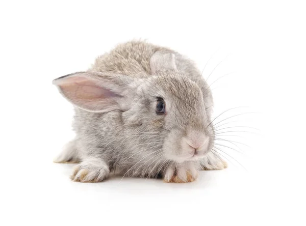 Grey Baby Rabbit Isolated White Background — Stock Photo, Image