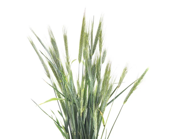 Group Green Barley Isolated White Background — Stock Photo, Image