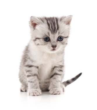 Beyaz bir arka plan üzerinde izole bir çizgili kedicik.