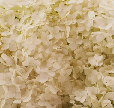 Grup beyaz zemin üzerine bej çiçek.