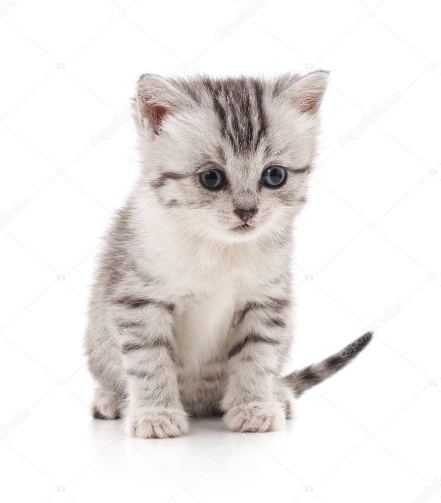 One striped kitten isolated on a white background.