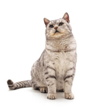 Beyaz arka planda izole edilmiş gri bir kedi..