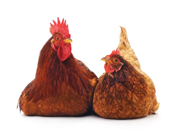 Kırmızı Horoz Tavuk Beyaz Arka Planda Izole Edilmiş — Stok fotoğraf