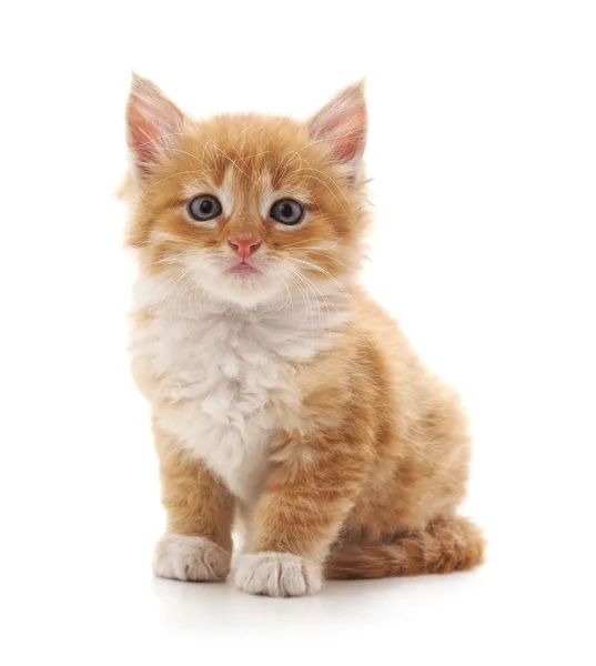 One Brown Kitten Isolated White Background — Stock Photo, Image