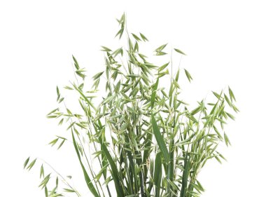 Beyaz bir arka plan üzerinde izole grup yeşil arpa.