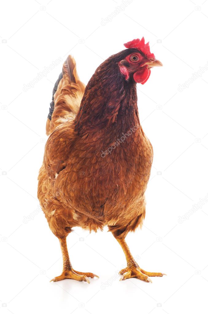 Young brown chicken isolated on a white background.