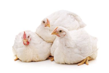 Beyaz arka planda izole edilmiş üç beyaz tavuk.