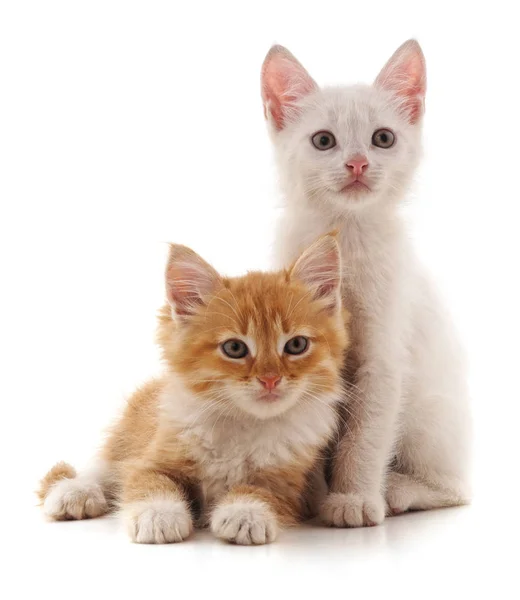 Дві Маленькі Кішки Ізольовані Білому Тлі — стокове фото