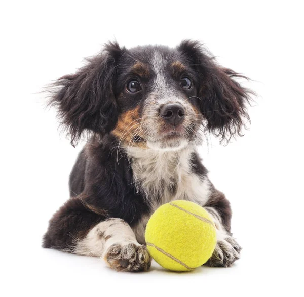Beyaz bir arka plan üzerinde izole topu ile küçük köpek yavrusu.