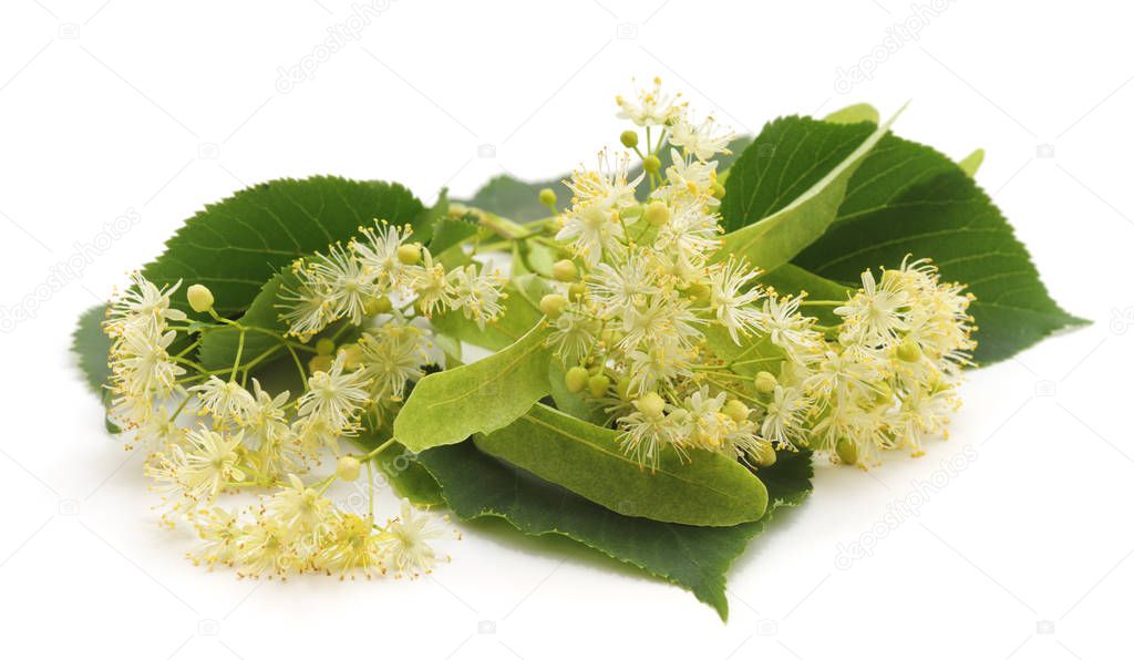 Linden blossom with leaves isolated on white background.