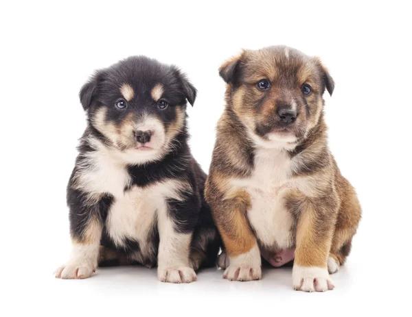 Twee kleine puppy. — Stockfoto