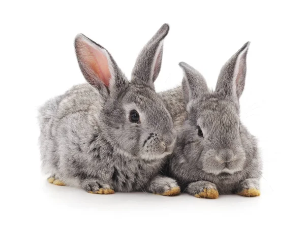 Twee kleine konijnen. — Stockfoto