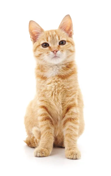 아름 다운 귀여운 고양이. — 스톡 사진