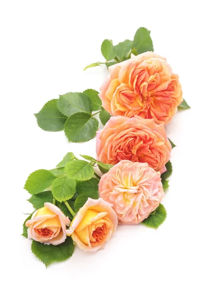 Букет апельсиновых роз . — стоковое фото