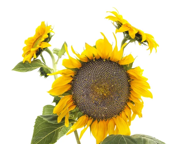 Květ slunečnice se semínky. — Stock fotografie