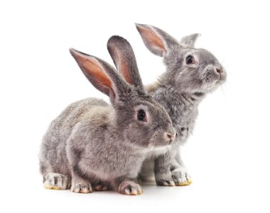 İki gri tavşan.
