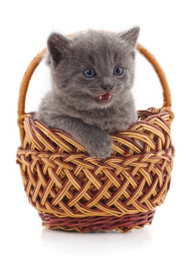 Sepet içinde küçük yavru kedi.