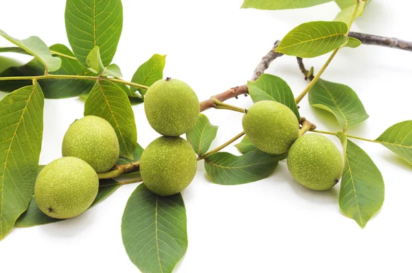 Yeşil ceviz yaprakları ile.