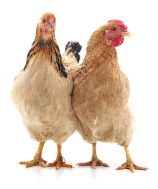 iki kahverengi tavuk.