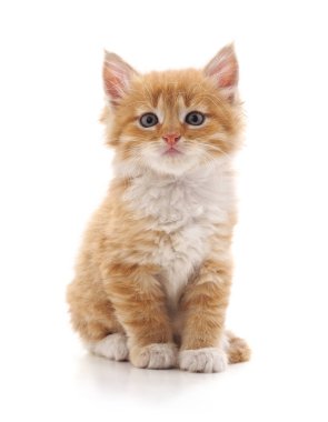 Bir kahverengi yavru kedi.