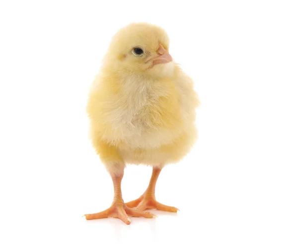 Petit poulet jaune . — Photo