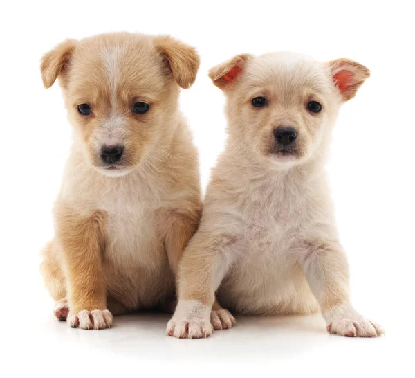 Dos lindos cachorros . —  Fotos de Stock