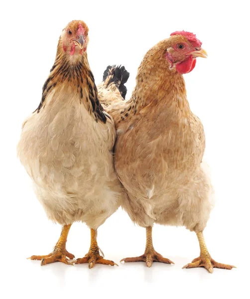 iki kahverengi tavuk.