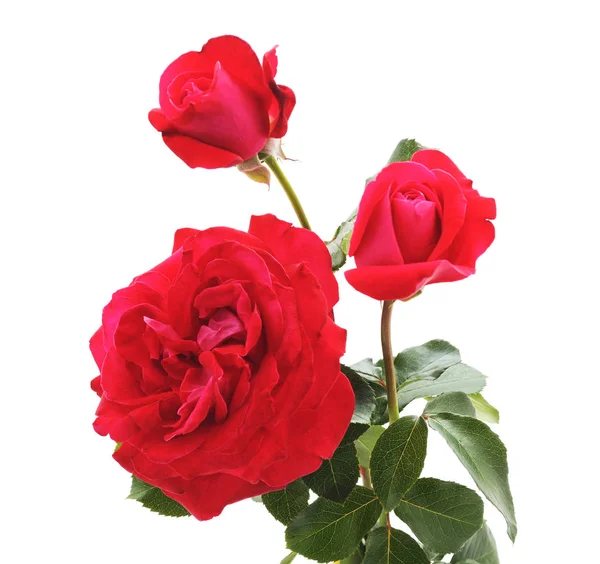 Kytice červené růže. — Stock fotografie