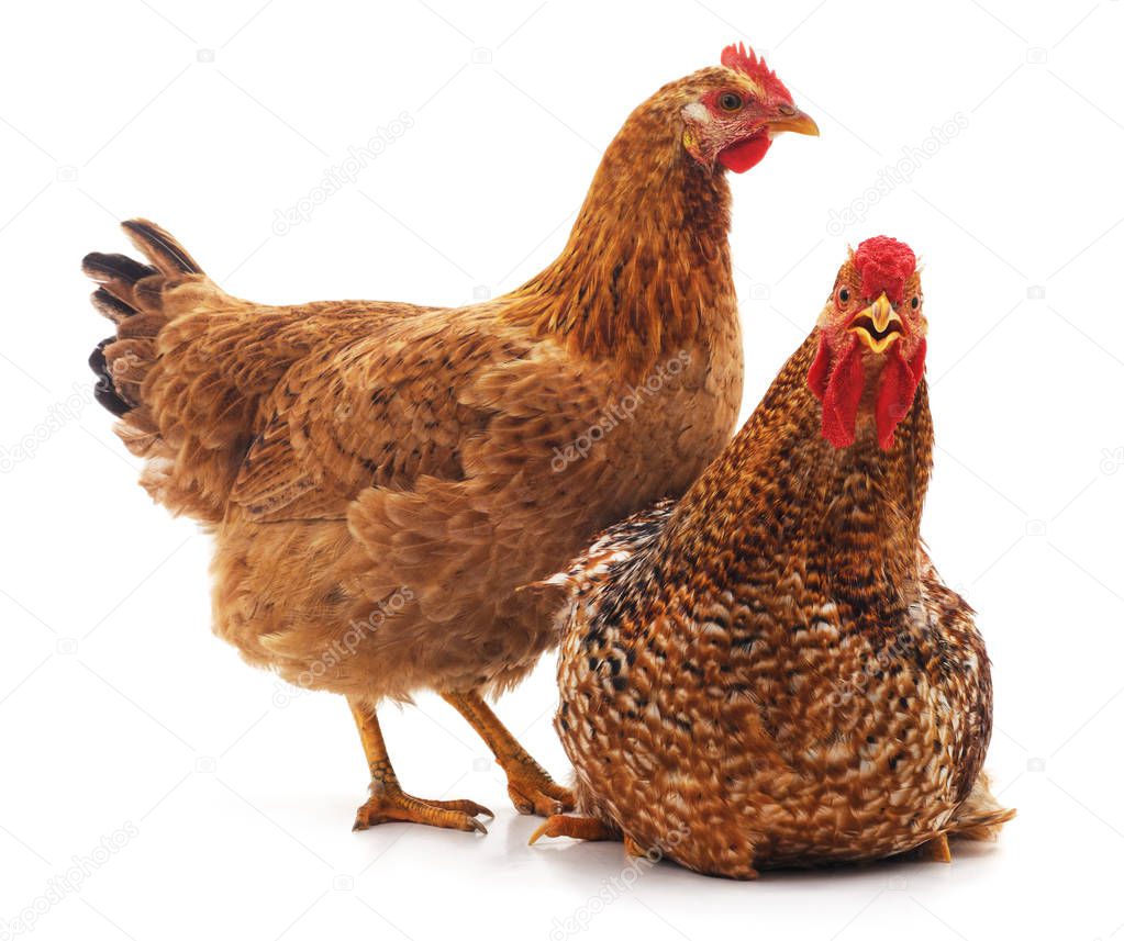 Red rooster and hen.