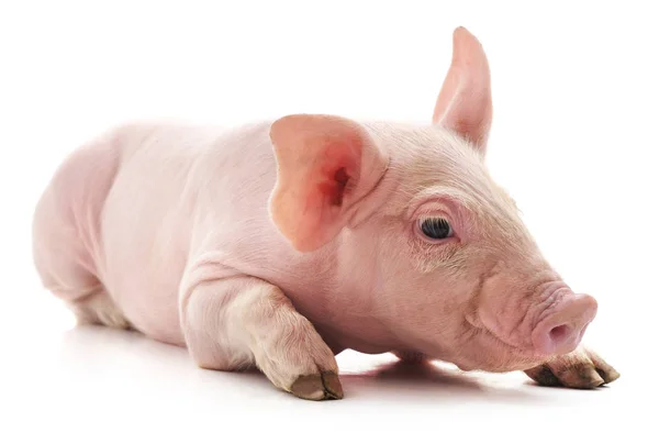 Kleines rosafarbenes Schwein. — Stockfoto