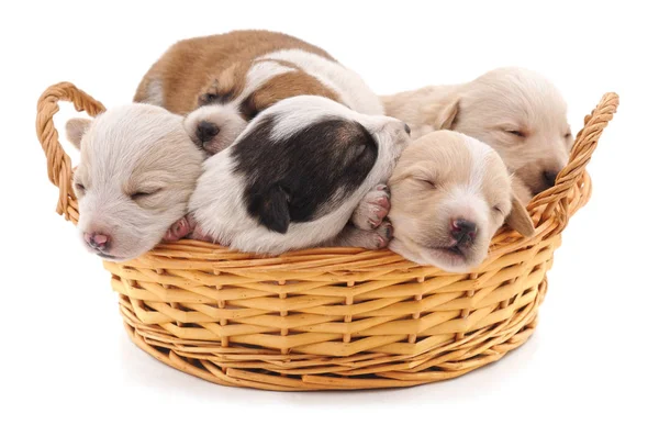 Five puppies in a basket. — Stock Photo, Image