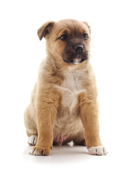 Een kleine pup. — Stockfoto