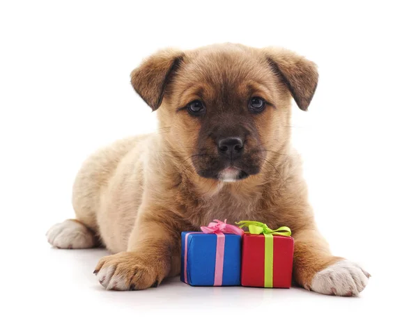 Bir hediye ile köpek. — Stok fotoğraf