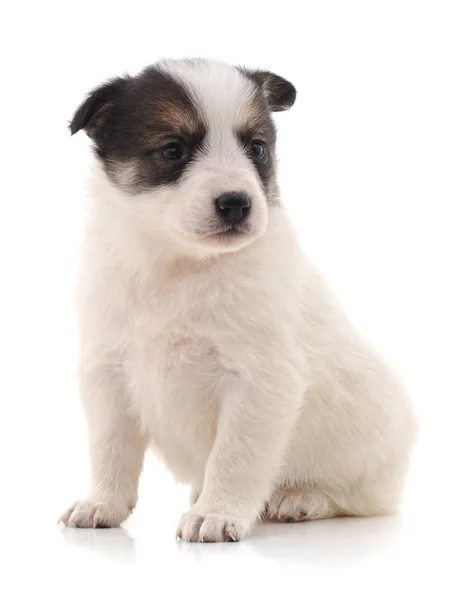 Witte mooie pup. — Stockfoto