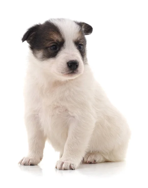 Cachorrinho agradável branco . — Fotografia de Stock