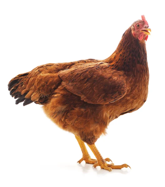 Un pollo marrón . — Foto de Stock