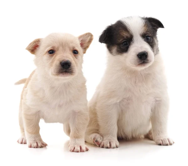 Twee leuke puppy. — Stockfoto
