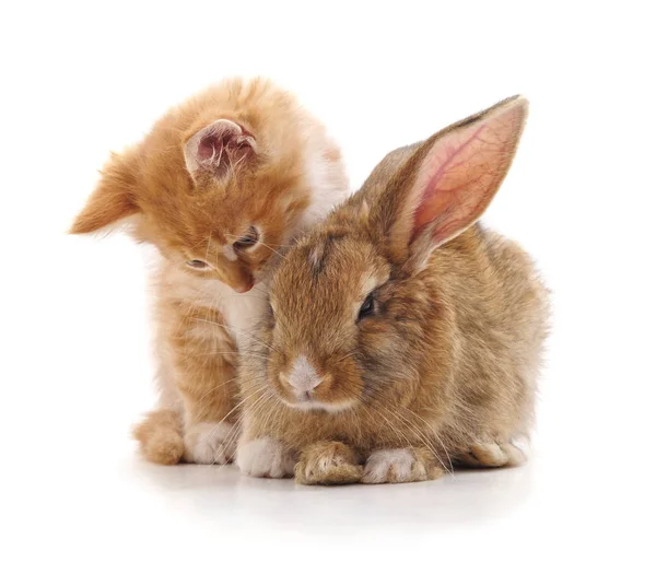 猫和兔子. — 图库照片